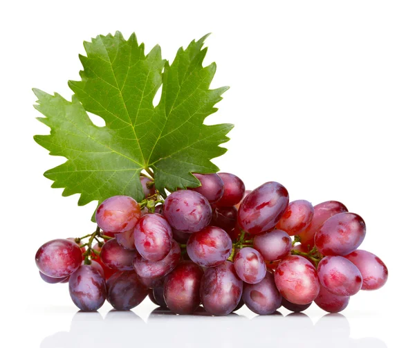Druiven steeg met blad — Stockfoto