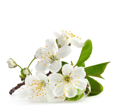 Cherry twig in bloom isolated clipart