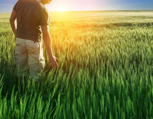 Человек в пшеничном поле и солнечном свете — стоковое фото