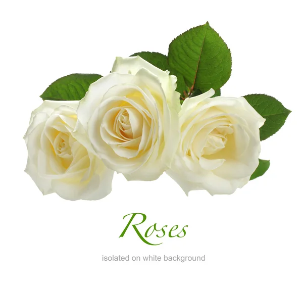 Tres rosas blancas aisladas en blanco —  Fotos de Stock