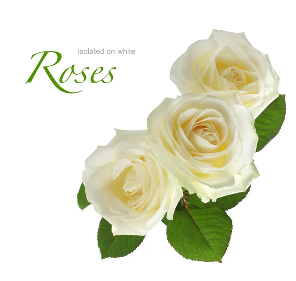 Tres rosas blancas aisladas en blanco — Foto de Stock
