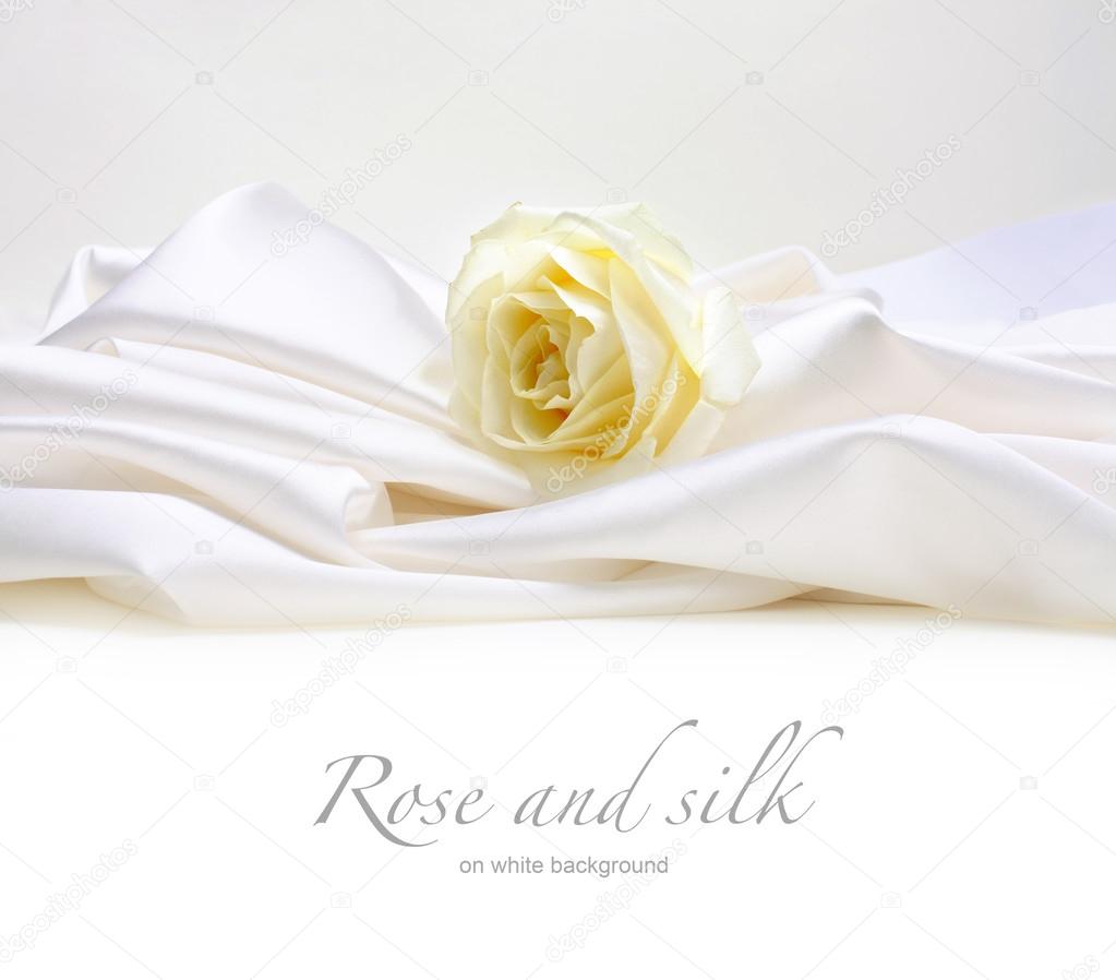 Rose on white silk background