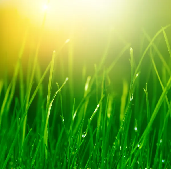 Morbido sfondo erba verde — Foto Stock