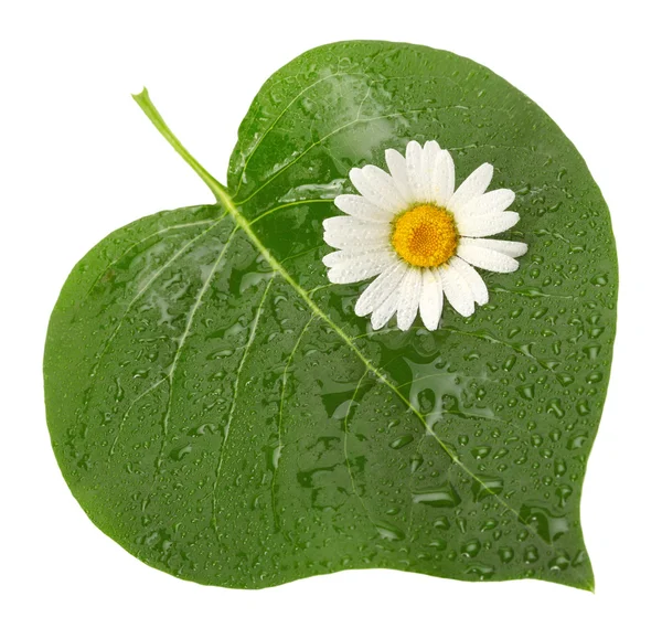 Folha verde com flor — Fotografia de Stock