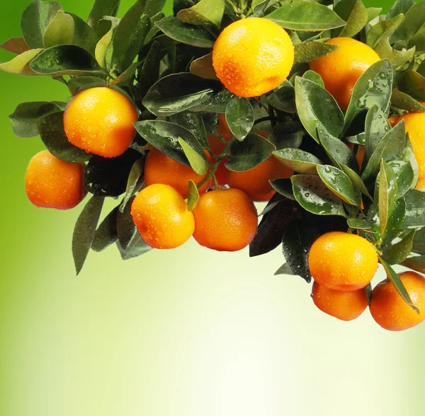 Rama naranja — Foto de Stock