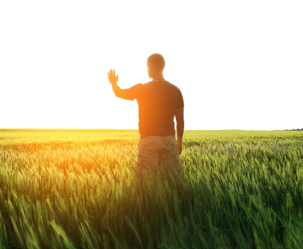 Людина в пшеничному полі і сонячному світлі — стокове фото