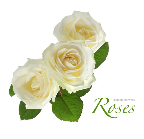 Trzy białe róże na białym tle — Zdjęcie stockowe