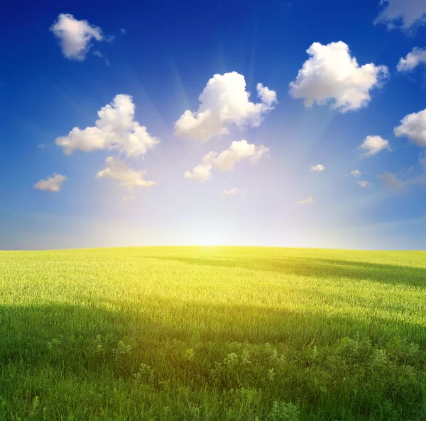 Green grass and blue sky Stock Image