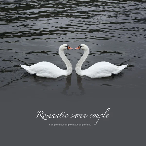 Романтическая лебединая пара — стоковое фото