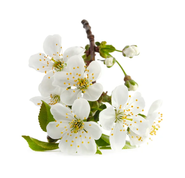 Cherry twig in bloom isolated — Stock Photo, Image