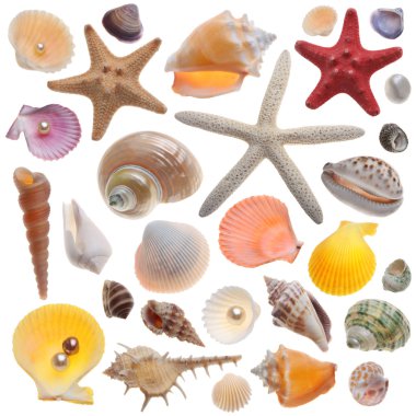Seashell collection isolated on the white clipart