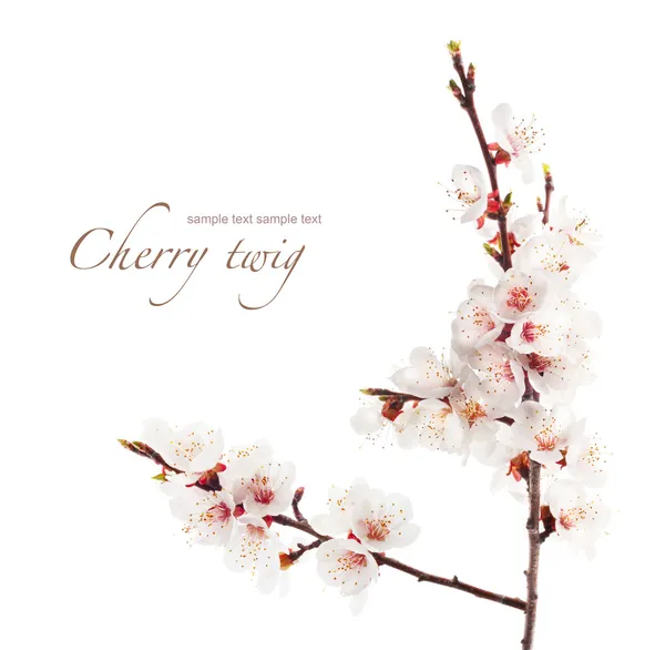 Cherry, virágos ág — Stock Fotó