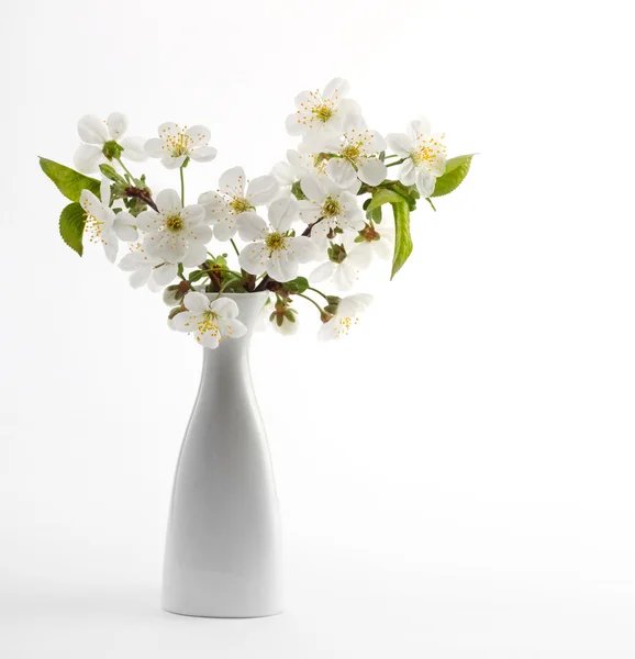 Galho de cereja em flor em vaso — Fotografia de Stock