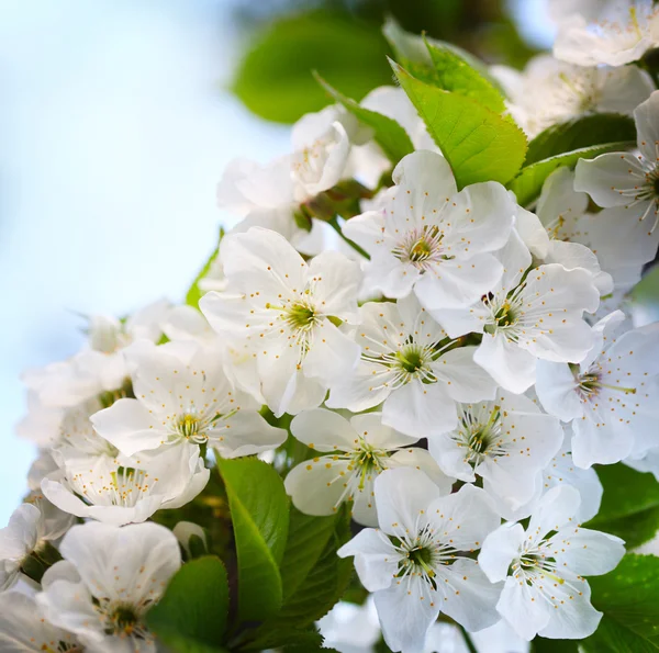 Cherry twig in bloom — Stock Photo, Image