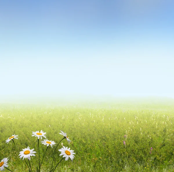 カモミールの花夏の風景 — ストック写真