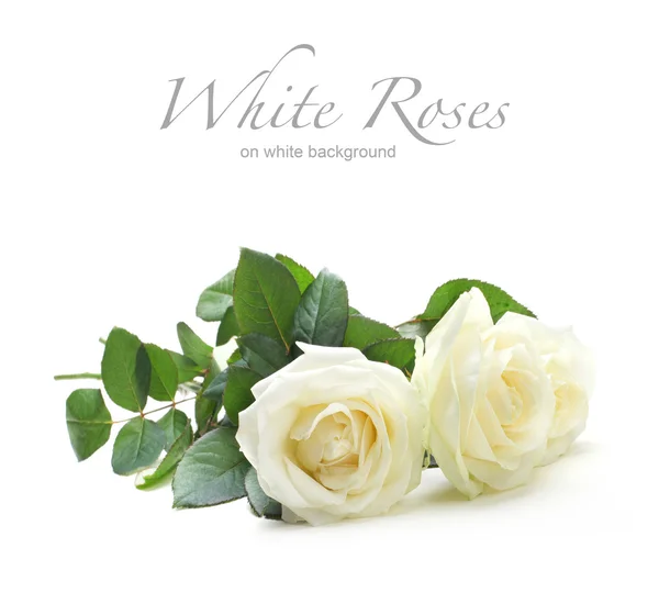 Three white roses isolated on white — Stock Photo, Image