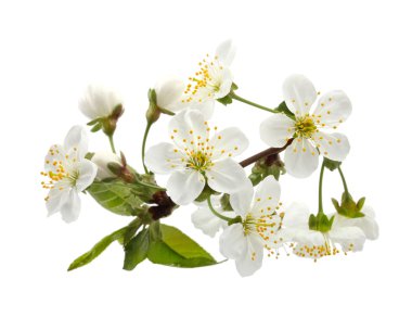 izole Bloom kiraz dal