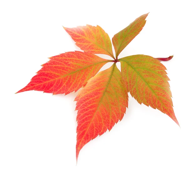 Autumn leaf on white background — Stock Photo, Image