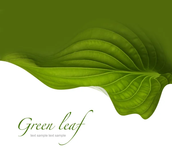 Green leaf background — Stock Photo, Image