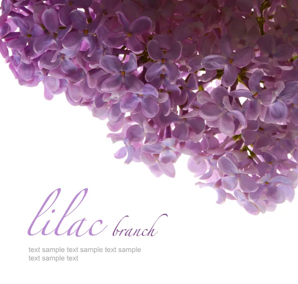 Lilac flower isolated — Stock Photo, Image