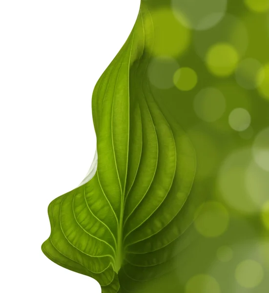 Green leaf background — Stock Photo, Image