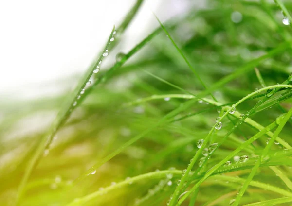 Weiches grünes Gras Hintergrund — Stockfoto