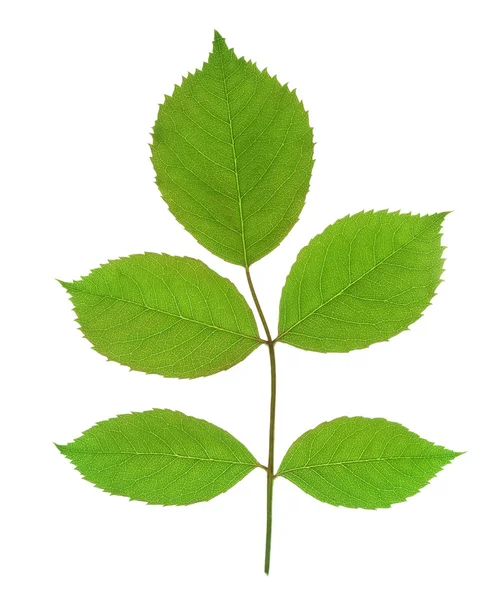 Zelené listy izolované — Stock fotografie