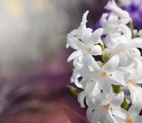 Witte hyacint — Stockfoto