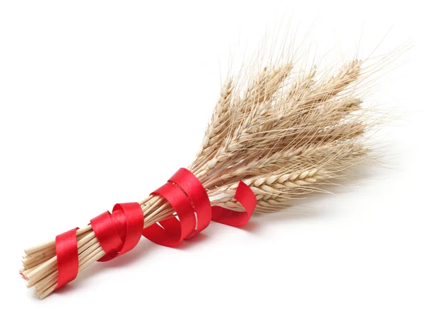 Ear of wheat on white — Stock Photo, Image