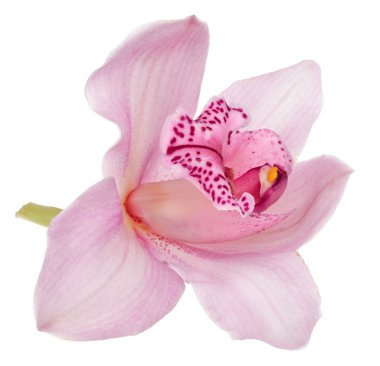 Pembe orkide beyaz arkaplanda izole edildi