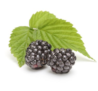 taze böğürtlen yaprağı