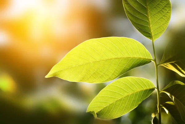 Groene blad op de achtergrond wazig — Stockfoto