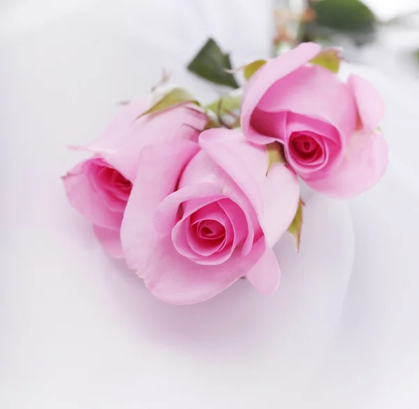 Rosas rosadas sobre una seda blanca — Foto de Stock