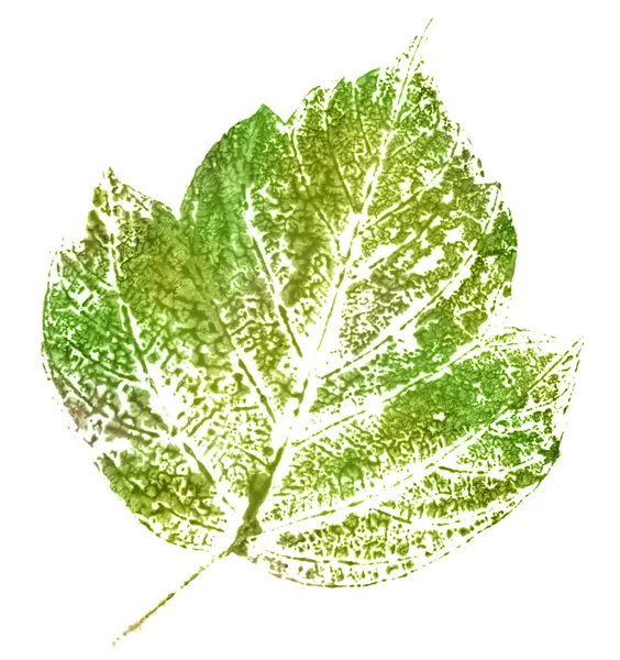 Zelené razítko listů — Stock fotografie