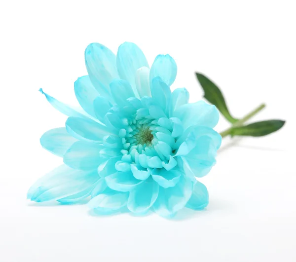 Blauwe chrysant bloem op wit — Stockfoto