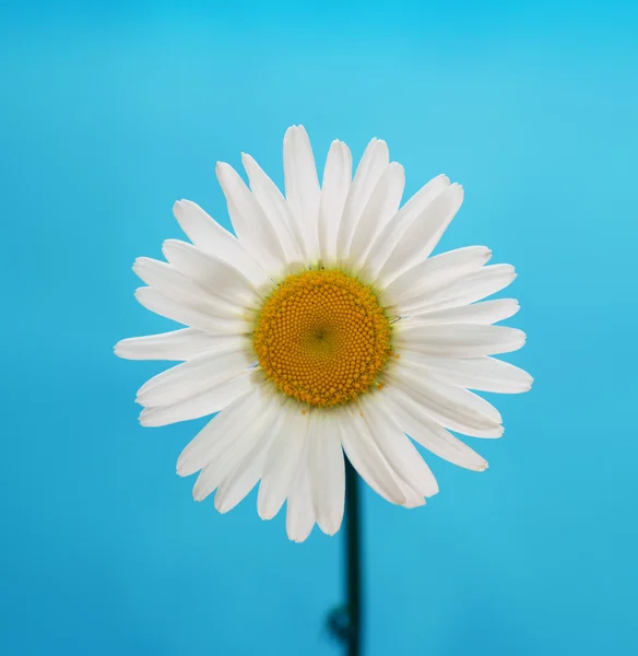 Heřmánek květ na modrém pozadí — Stock fotografie