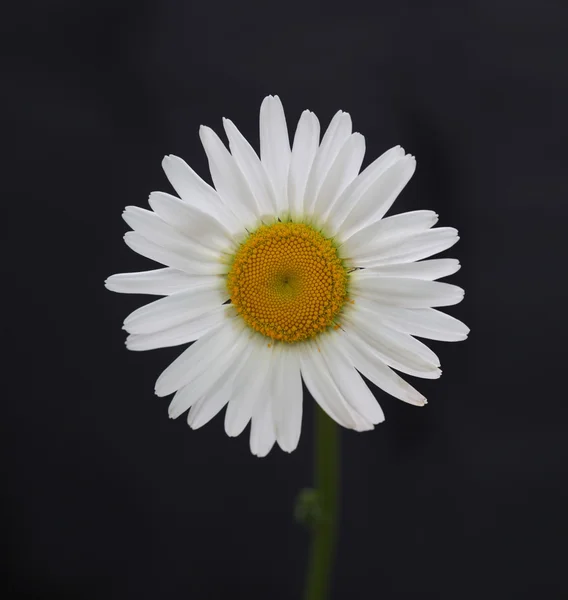 Kamomill blomma på svart bakgrund — Stockfoto