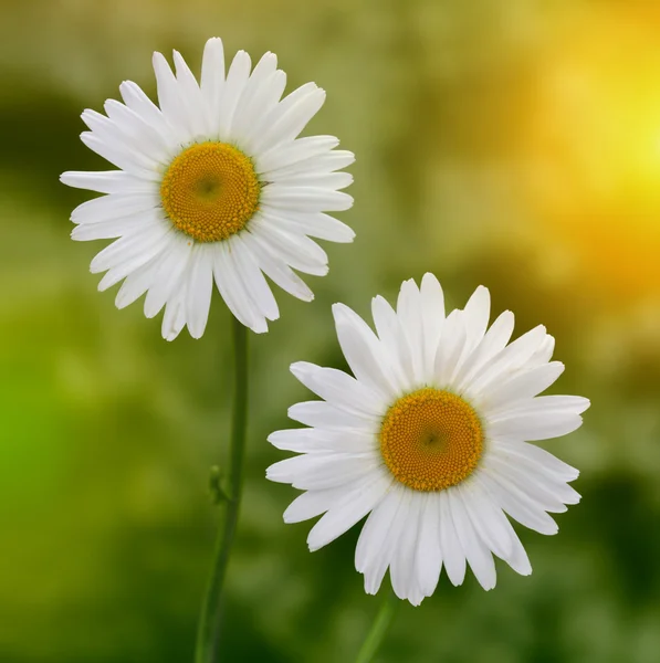 Weiße Kamille in der Natur — Stockfoto