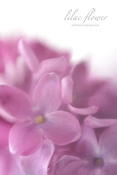 Soft focus lilas fond de fleur avec espace de copie. Fabriqué avec le — Photo