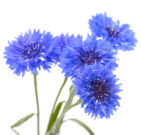 Blauwe Korenbloem. bloemboeket geïsoleerd op wit. — Stockfoto