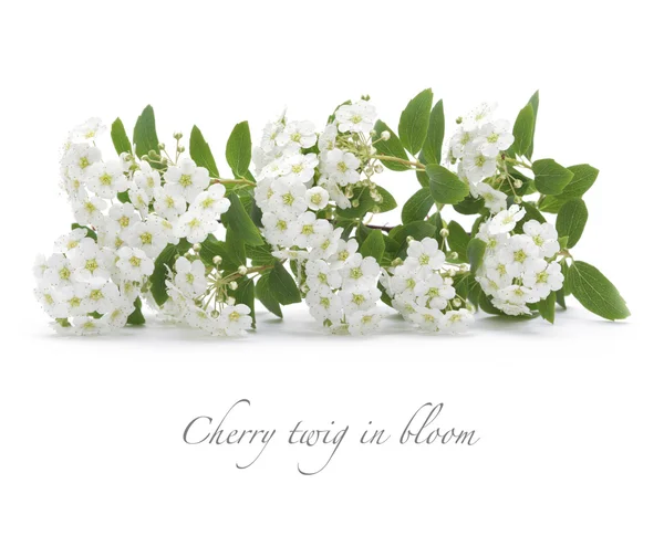 Gałązka wiśni w rozkwicie na białym tle — Zdjęcie stockowe