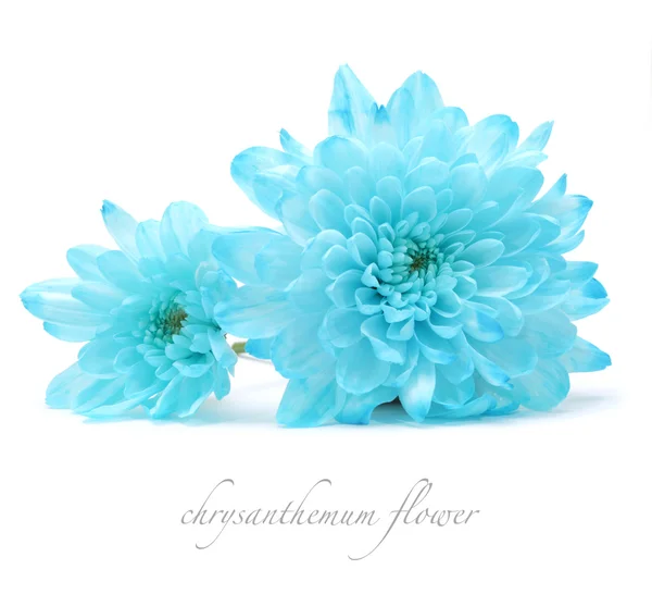 Flor de crisantemo azul sobre blanco — Foto de Stock