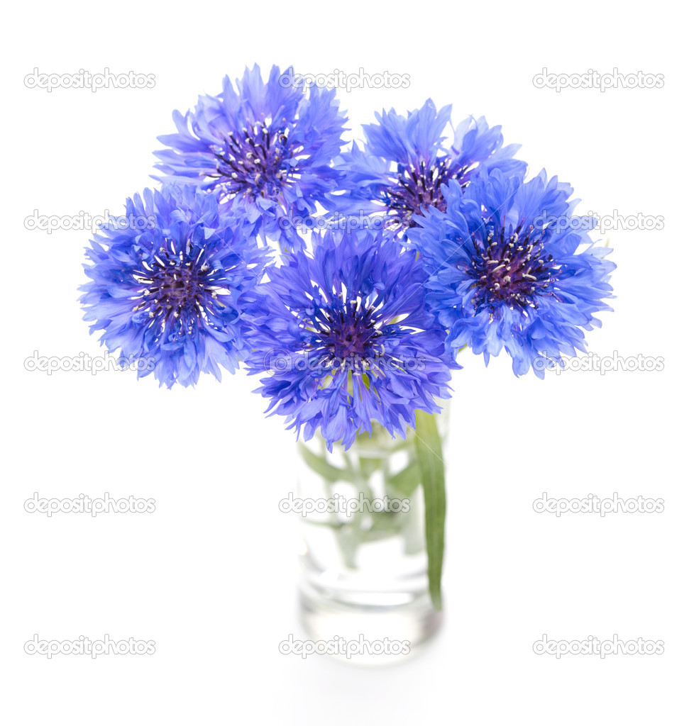 Bleu Bleuet Bouquet De Fleurs Isolé Sur Blanc