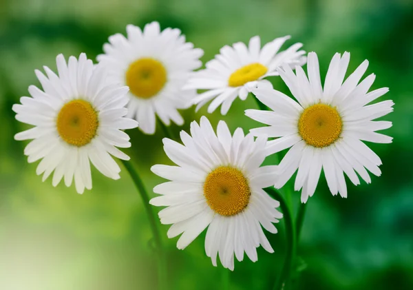 Weißer Kamillenstrauß in der Natur — Stockfoto