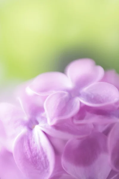 Fondo de flores lila de enfoque suave. Hecho con lente-bebé y macr — Foto de Stock