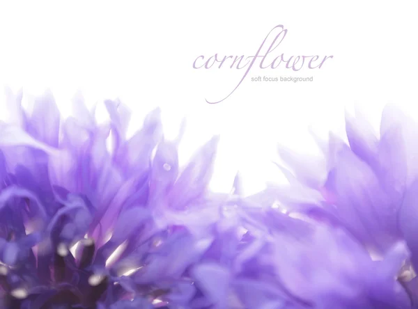 Soft focus cornflower background with copy space. Made with lens — Stock Photo, Image