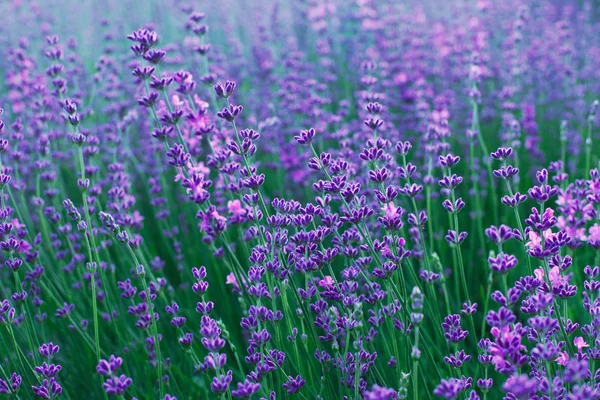 Lavender flowers in field — Stock Photo, Image
