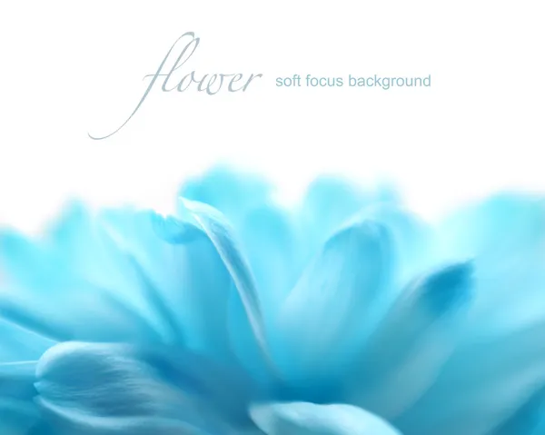 Soft focus flower background with copy space. Made with lens-bab — Stock Photo, Image