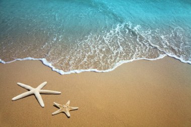 Sahilde iki denizyıldızı. Kum ve deniz dalgası.