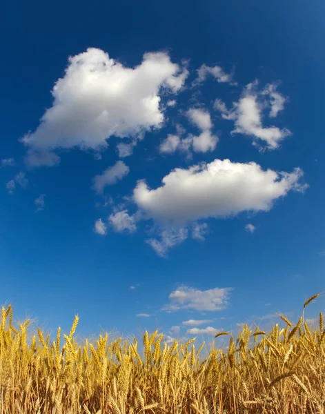 Himmel Und Weizenfelder Landschaft Vertikaler Hintergrund Der Natur — Stockfoto